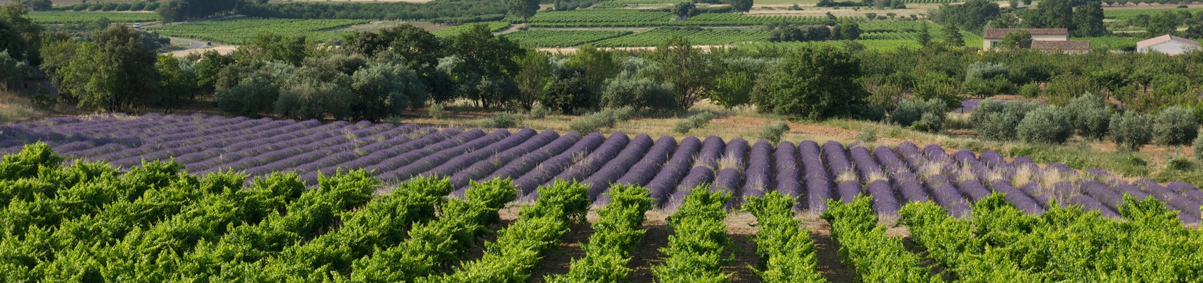 Die Weinberge des Rhônetals