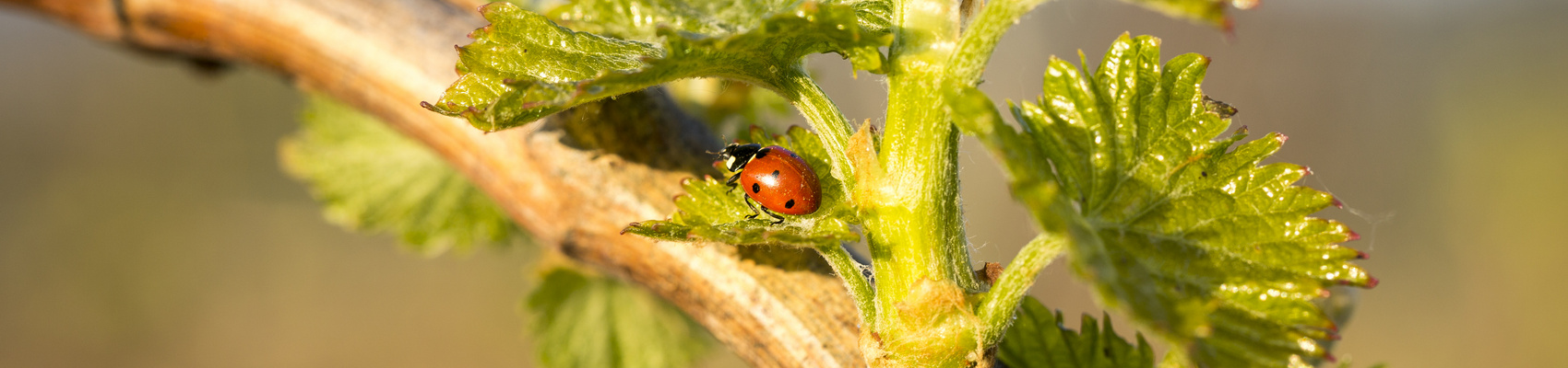 Biosphären-Cuvées